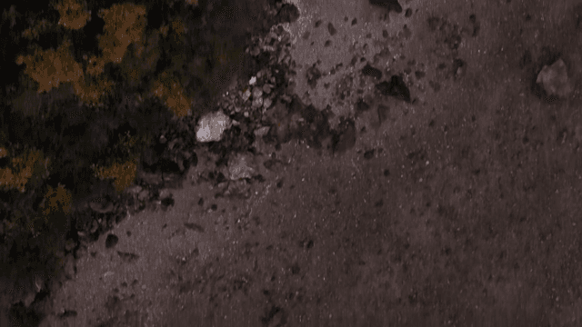 숲과 해안선의 항공 뷰