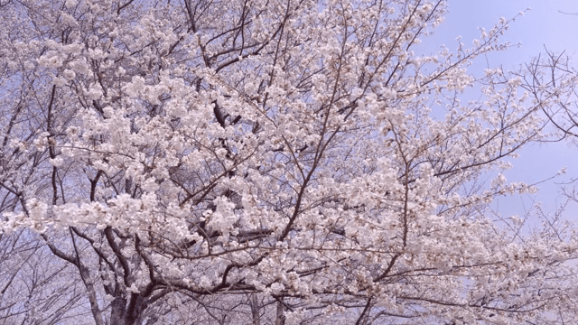 만개한 벚꽃이 핀 나무