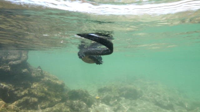 Marine Iguana Swimming in Coastal Waters