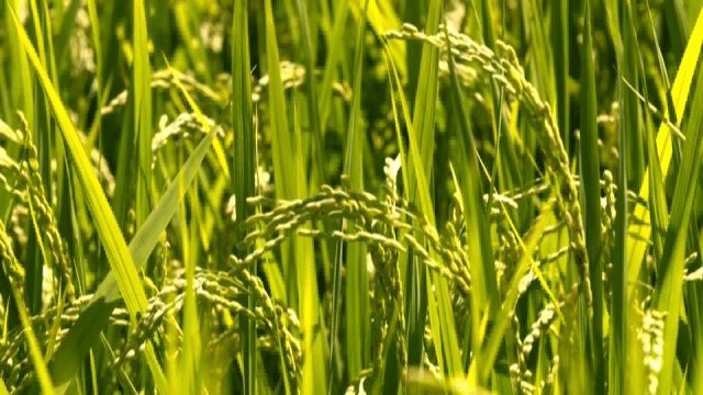 논밭의 녹색 벼 근접 촬영