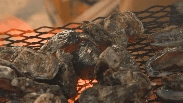 Grilled oysters cooked over fire