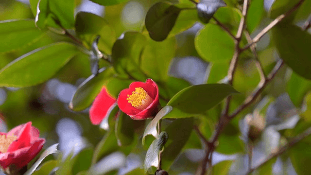 Red camellia flower among green leaves