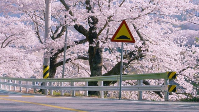 Cherry Blossom Trees Along a Roadside