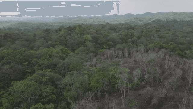 멀리 산이 보이는 울창한 숲