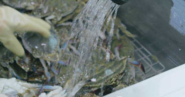 Scrubbing Fresh Crabs at a Seafood Market