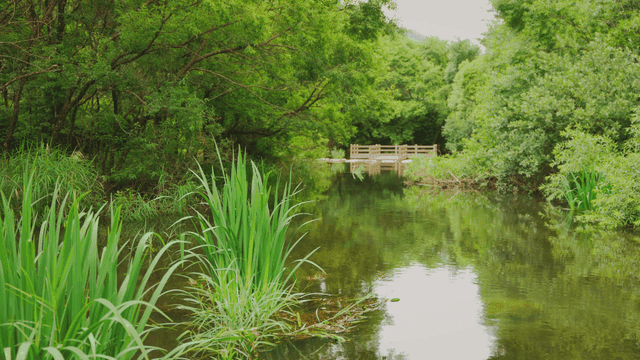 푸른 숲으로 둘러싸인 고요한 하천