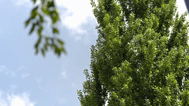 Tall green trees under a clear blue sky