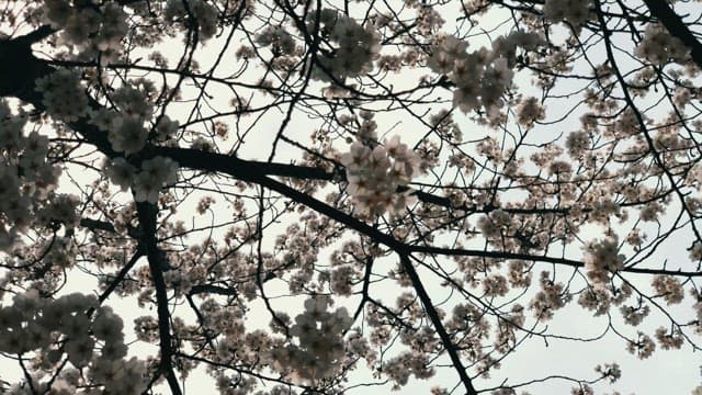 View of cherry blossoms on tree branches against the sky