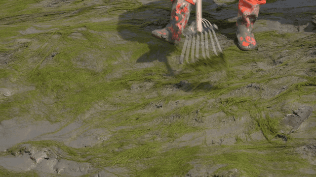 Person harvesting sea tangle in muddy area