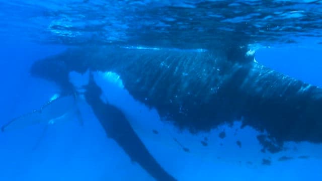 Majestic Whales Swimming Underwater