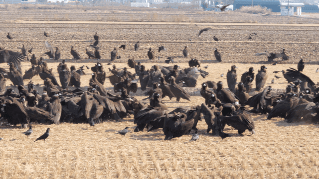 Large flock of eagles in field