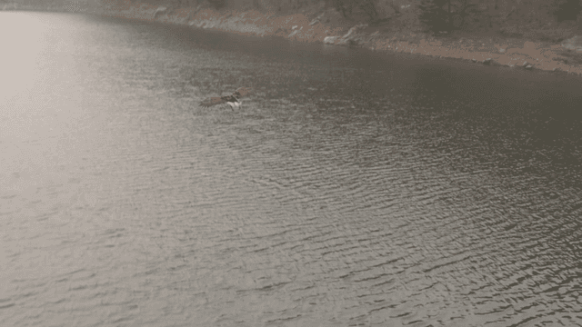 Eagle catching prey over a lake