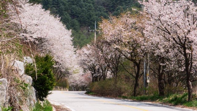 Winding rural road with cherry trees in full bloom on a sunny day