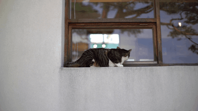 Cat resting on a window ledge