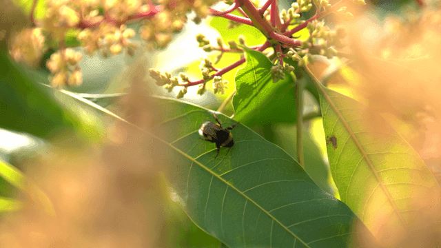 Bumblebee resting on green leaf