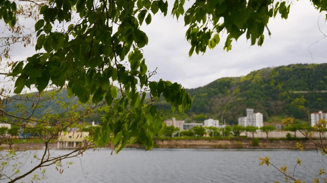 녹색 잎과 먼 건물이 있는 강