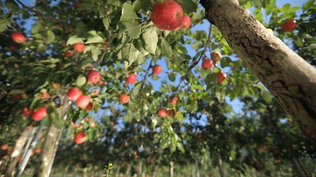 Apple orchard on a sunny afternoon with fallen apples