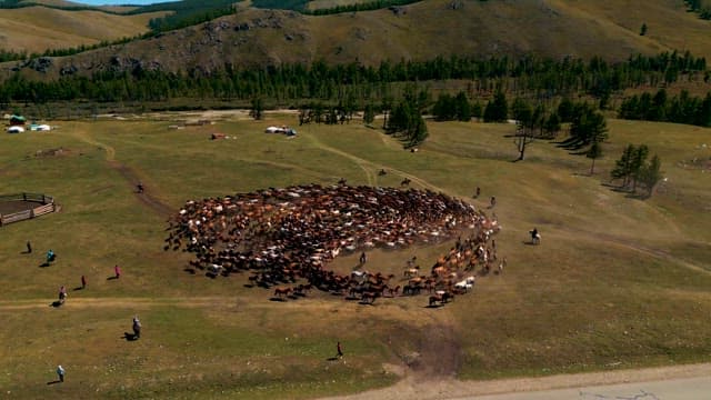 Herding Large Group of Horses in Vast Field