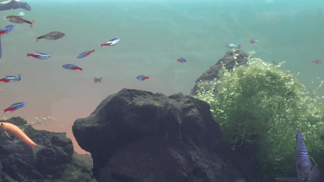 Colorful fish swimming in aquarium