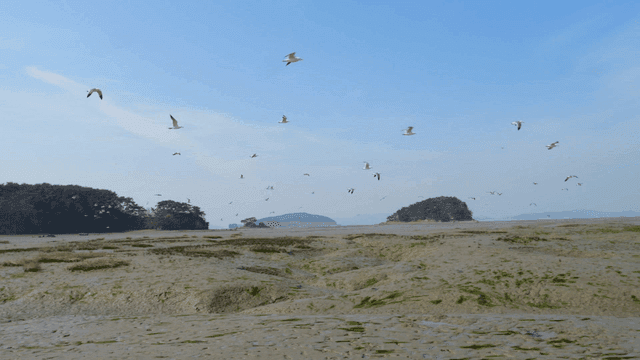 Quiet beach where seagulls fly