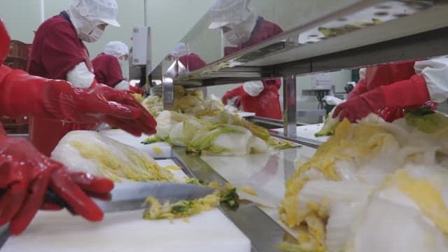 Workers cutting cabbage with a knife in a food factory