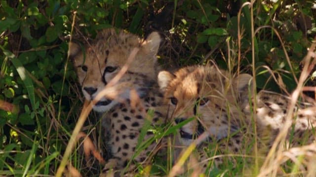 Hidden Young Cheetahs Resting in the Brush