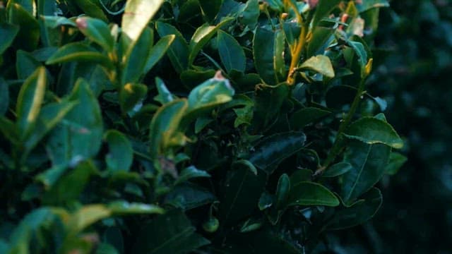 햇빛이 비추는 정원의 싱그러운 녹색 잎사귀