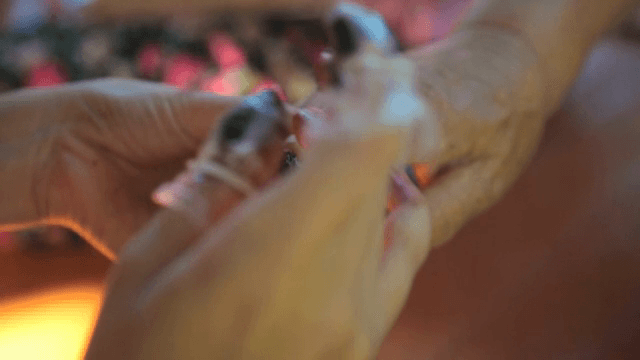 손톱 위에 올리는 빻은 봉선화 꽃잎