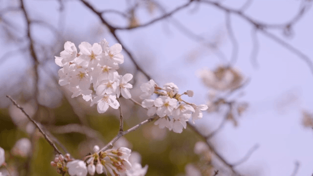 Cherry blossoms blooming on a branch