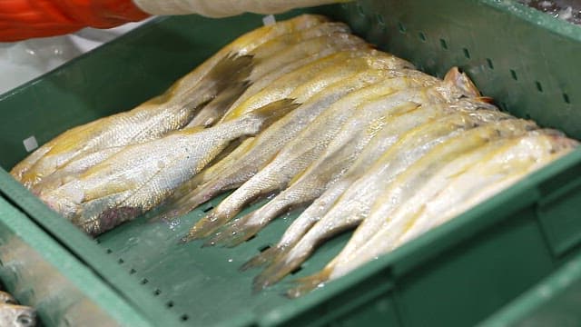 식품 가공 공장에서 작업자가 신선한 생선을 초록 바구니에 정리하는 모습
