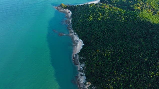 Aerial view of a coastal forest and beach