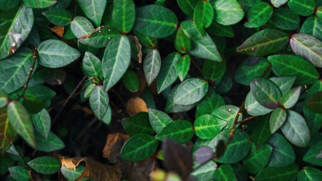 Dense cluster of green leaves in a tranquil setting