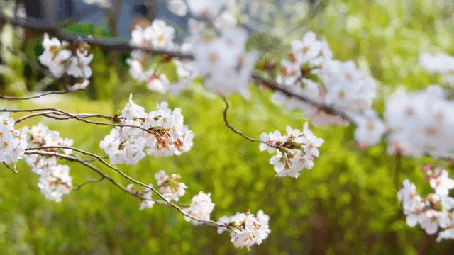 가지에 만개한 벚꽃