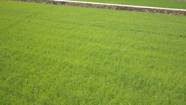 맑은 하늘 아래 넓은 초록 들판