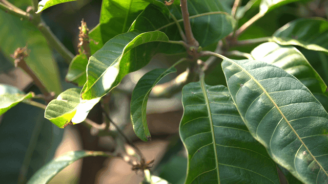 Lush mango tree leaves