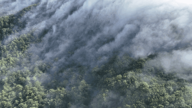 Fog drifting over a dense forest