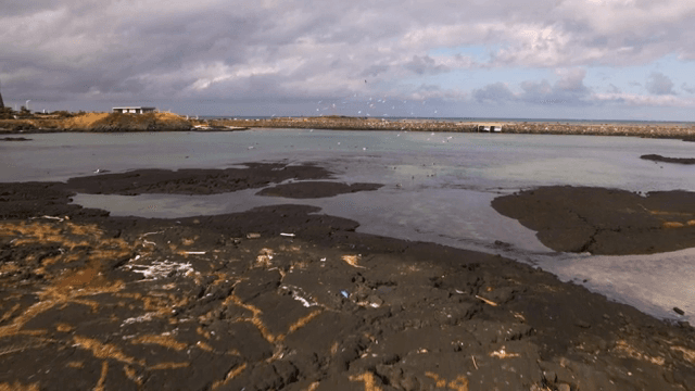 새들과 바위 해안이 있는 해안 지역