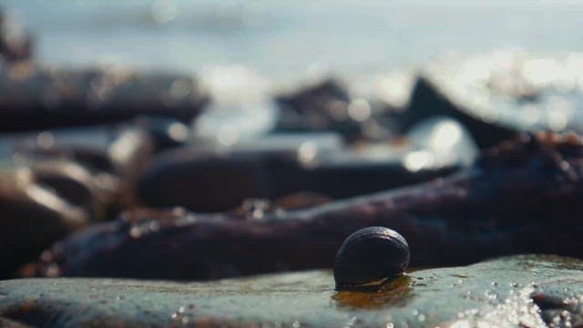 Shell on a Seaside Rock at Dawn