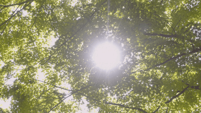 햇빛 사이로 드리운 초록 잎 나뭇가지