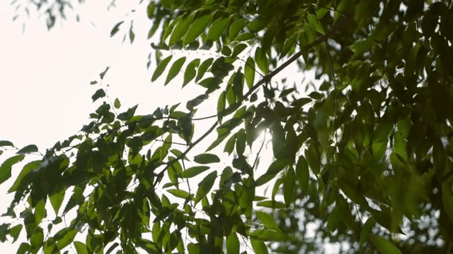 녹색 잎 사이로 비치는 햇빛