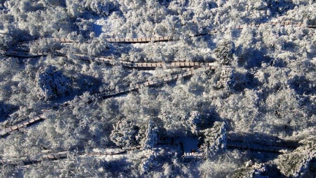 Wooden trails winding through a snowy forest