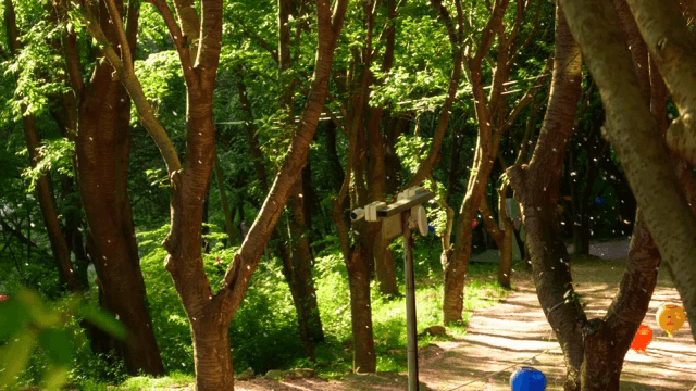 Forest path with lanterns and falling flower petals