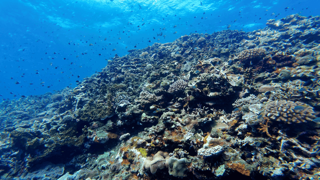 Vibrant coral reef teeming with fish