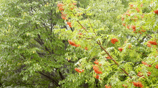 푸른 나무들 사이에 매달린 주황색 꽃들