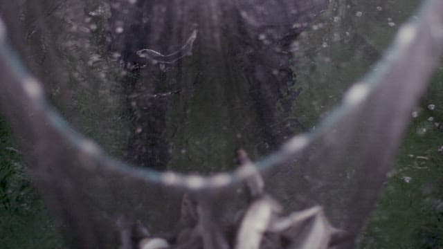 그물에 한가득 딸려오는 물고기들