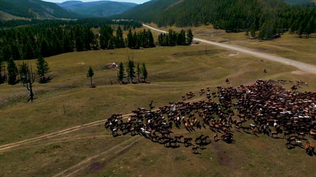 Herding a Large Group of Horses Across the Field