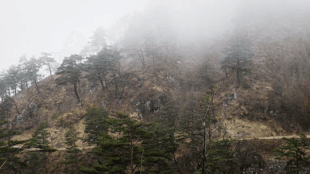 소나무가 있는 안개 낀 산 풍경