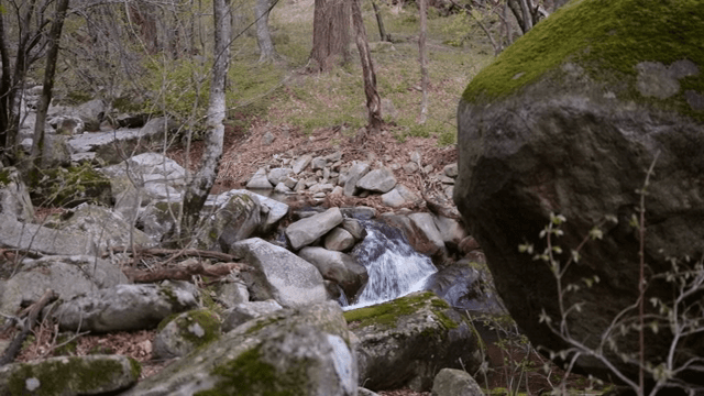 A tranquil forest stream with rocks
