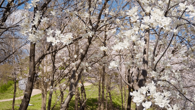 봄에 피어나는 목련 나무