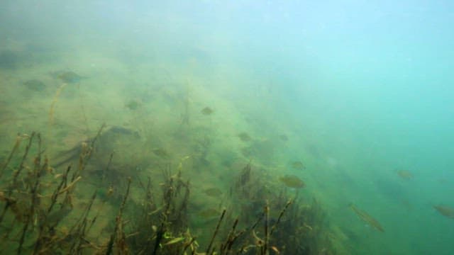 물속 수생식물 사이를 헤엄치는 물고기들의 모습